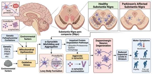 Figure from Evaluation of the Synergistic Neuroprotective Effects of Withania somnifera and Amomum subulatum in Parkinson's disease via Nrf2 signalling pathway