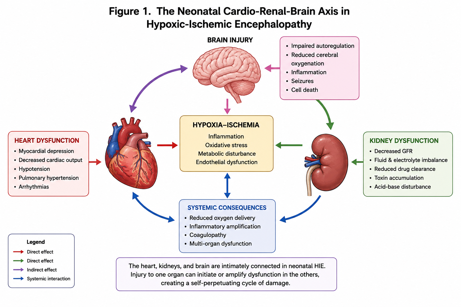 Figure from The Neonatal Cardio-Renal-Brain Axis in Hypoxic-Ischemic Encephalopathy
