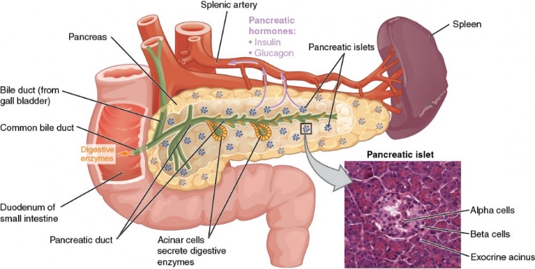 Figure from Pancreatic Ductal Adenocarcinoma and its Treatment Strategies